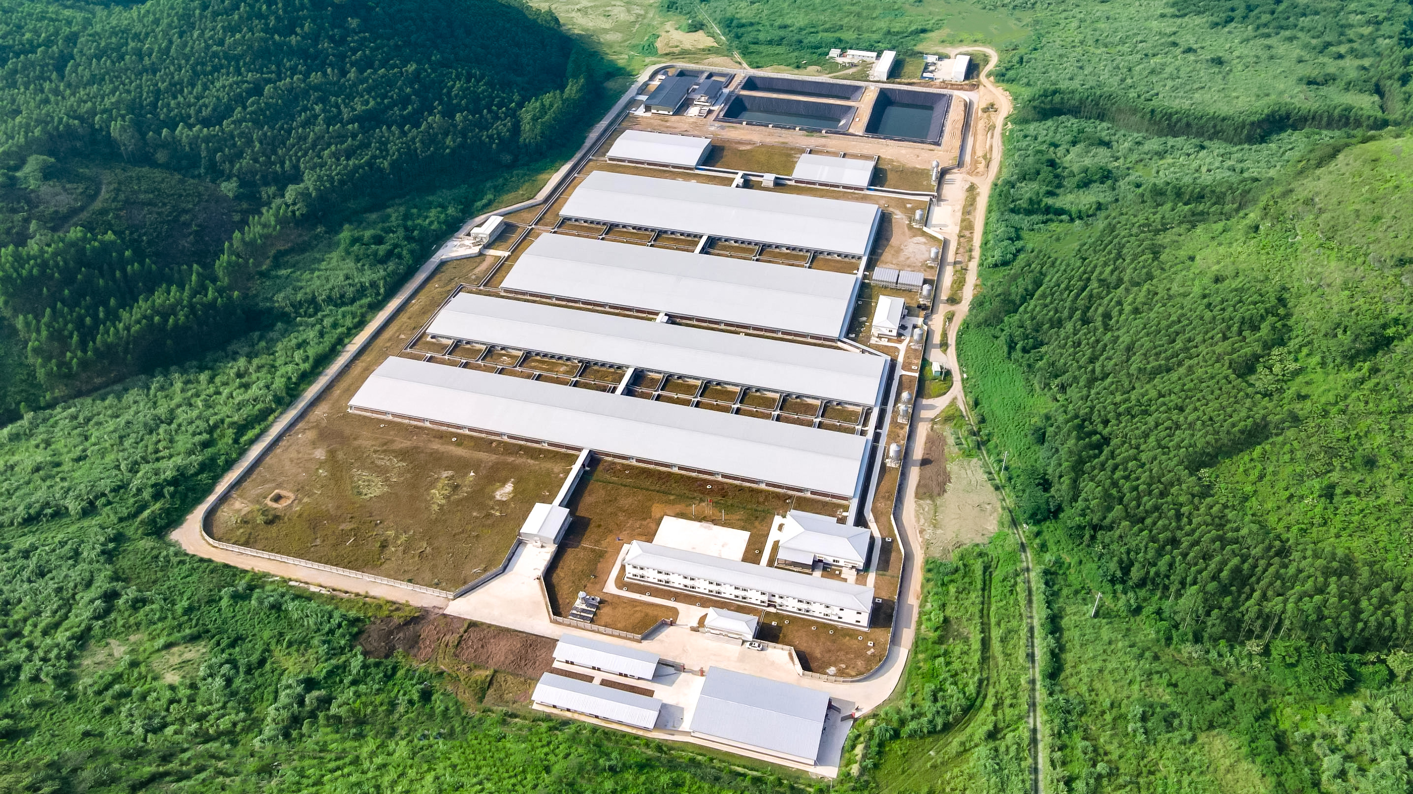 又一个EPC项目通过验收！揭秘正大高标准种猪场的建造细节